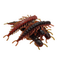 3" Floating Hellgrammite - Qty 10/pack